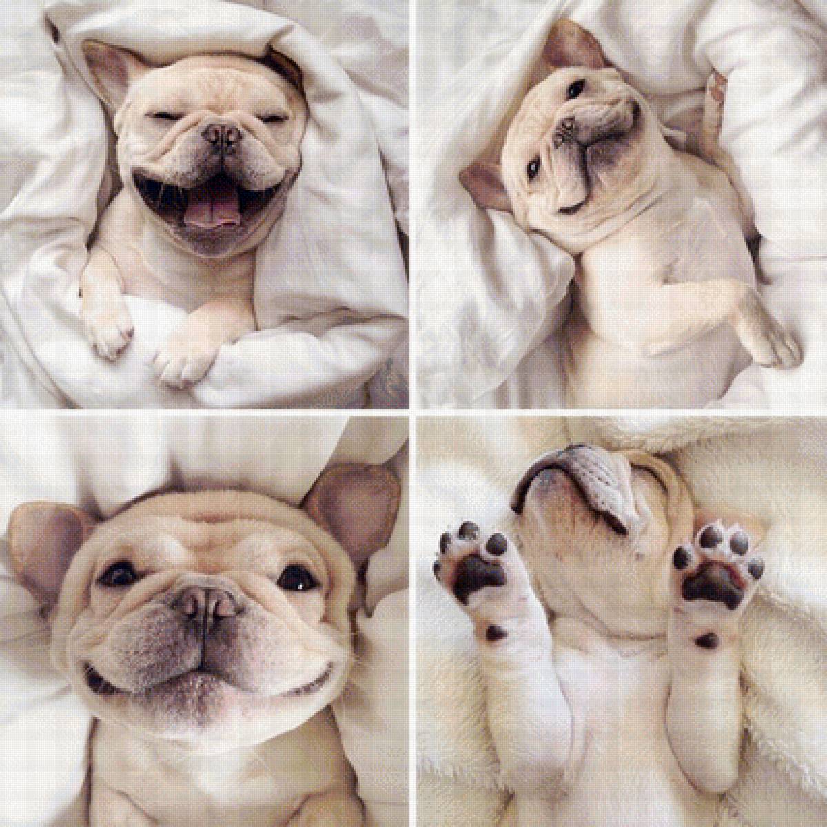 собака улыбака)))) - предпросмотр