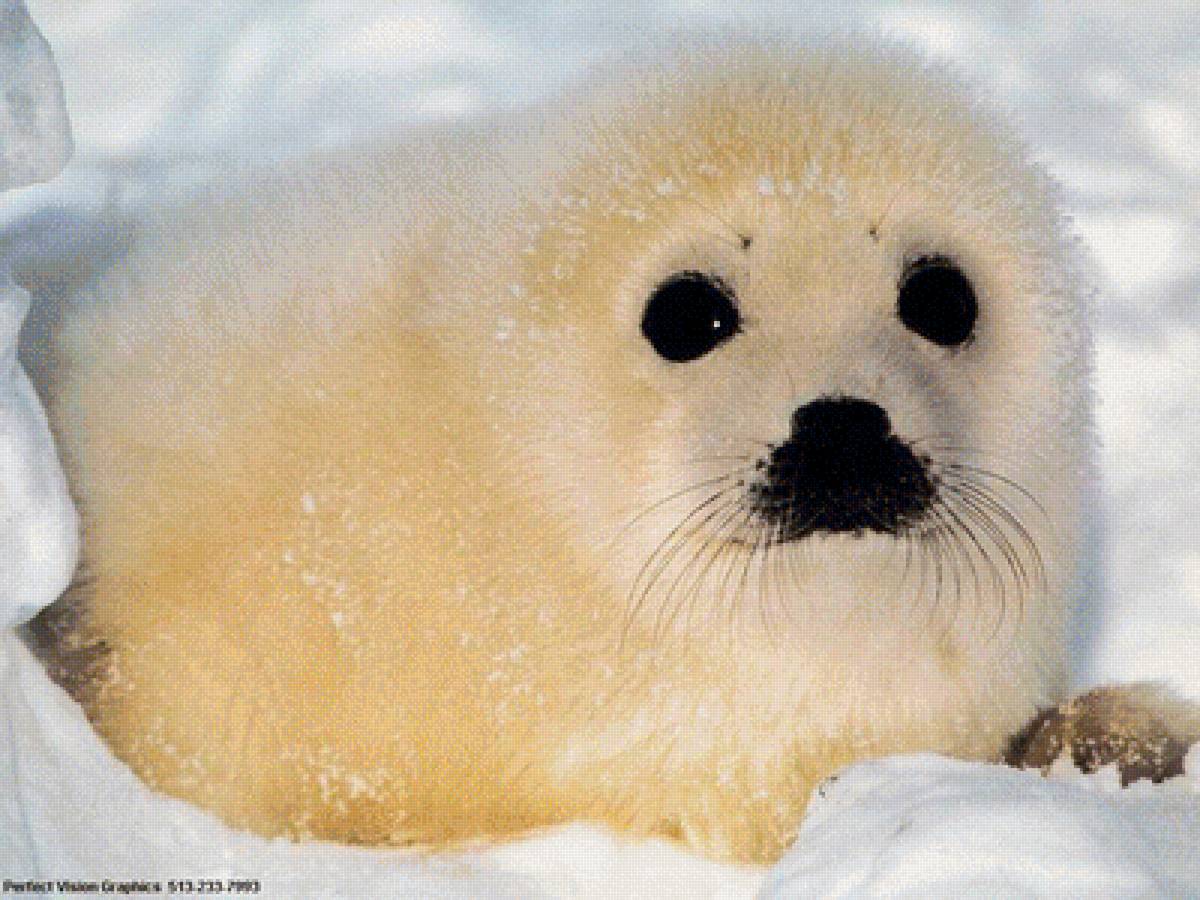 Белек - природа, животные - предпросмотр