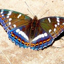 Схема вышивки «бабочка»