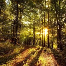 Схема вышивки «утро в лесу»