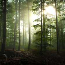 Схема вышивки «утро в лесу»