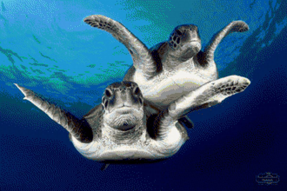 в морских глубинах - море, черепахи - предпросмотр