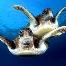 Схема вышивки «в морских глубинах»