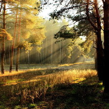 Схема вышивки «утро в лесу»