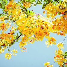 Схема вышивки «весна»