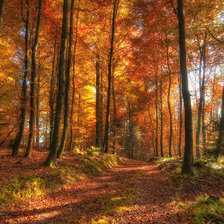 Схема вышивки «утро в лесу»