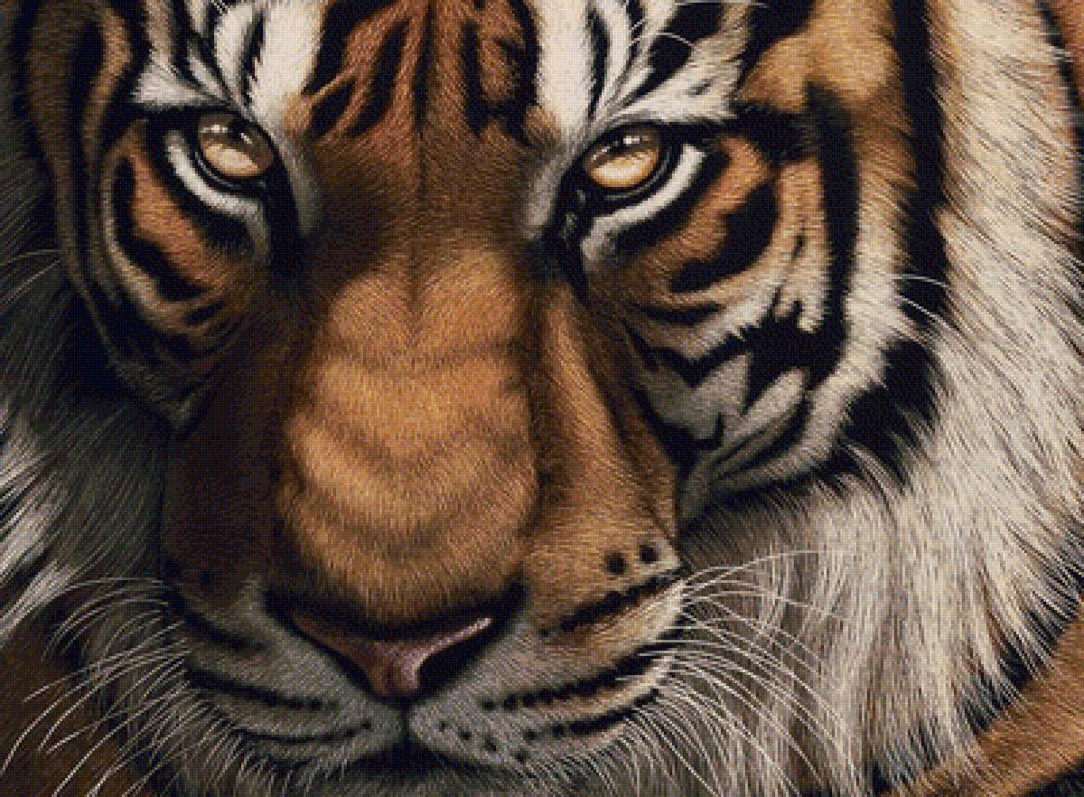 тигр - тигры, хищники, тигр - предпросмотр