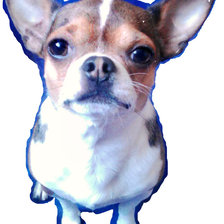 Схема вышивки «Чихуахуа»