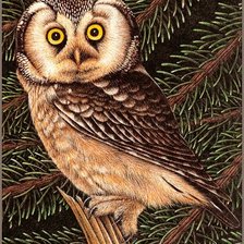 Схема вышивки «№1314343»