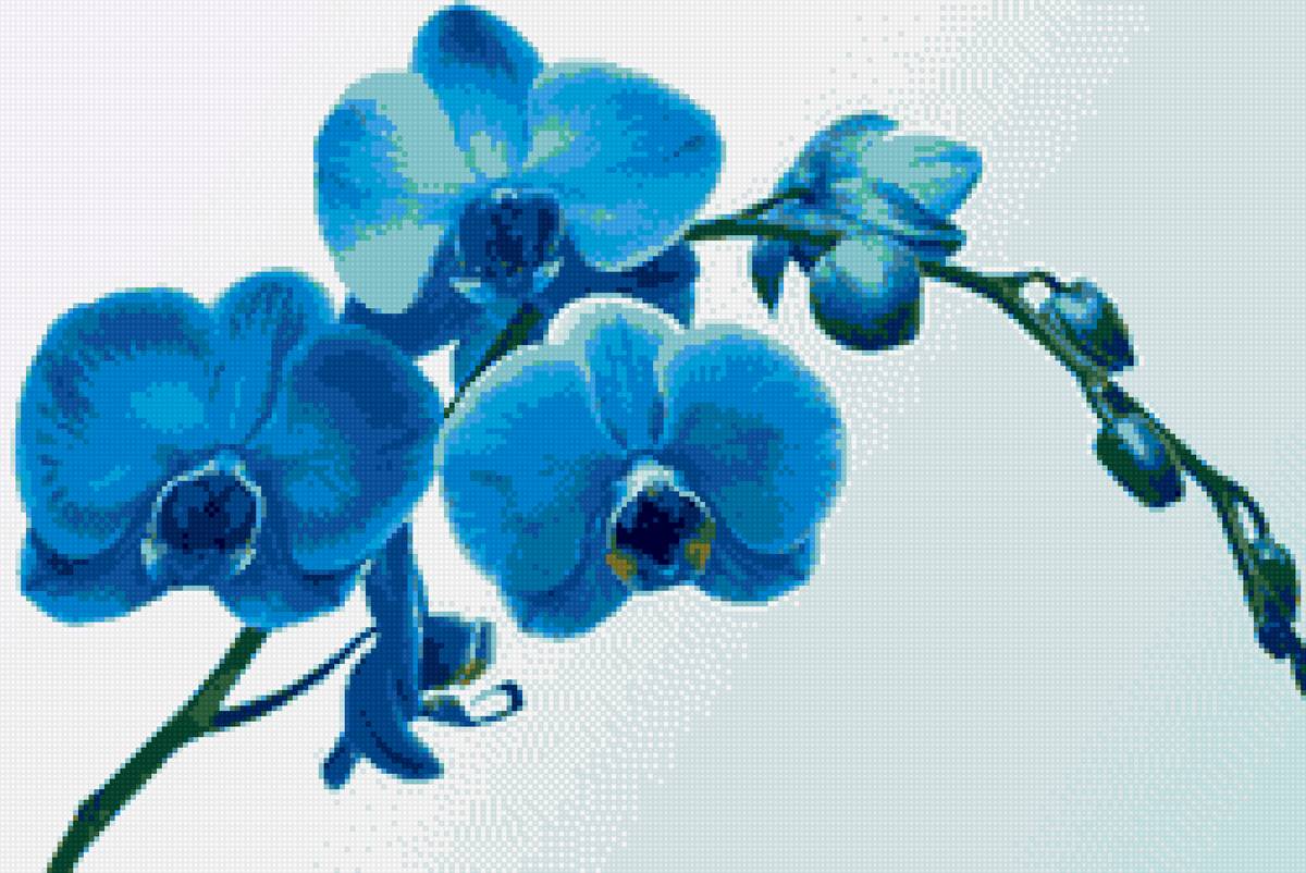 Голубая орхидея - орхидея, цветы - предпросмотр