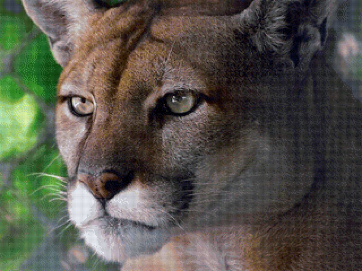 Пума - животные, пума, кошки - предпросмотр