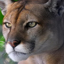 Схема вышивки «Пума»