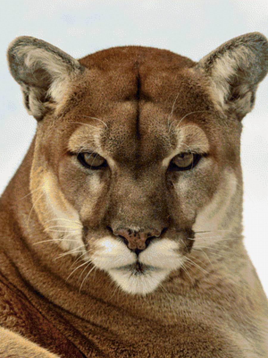 Пума 3 - пума, животные, кошки - предпросмотр