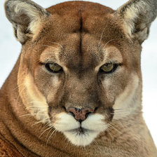 Схема вышивки «Пума 3»