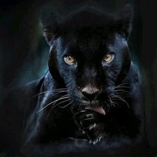 Схема вышивки «Пантера»