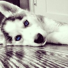 Схема вышивки «Щенок хаски»