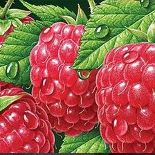 Схема вышивки «малина»