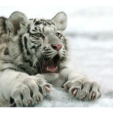 Схема вышивки «тигренок боится»