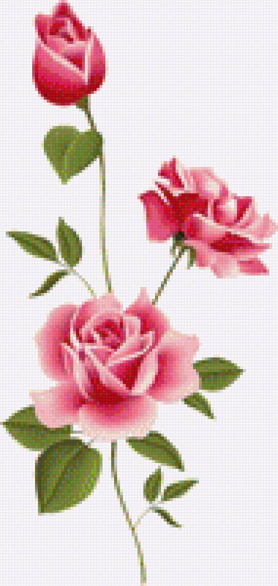 Роза - цветы - предпросмотр