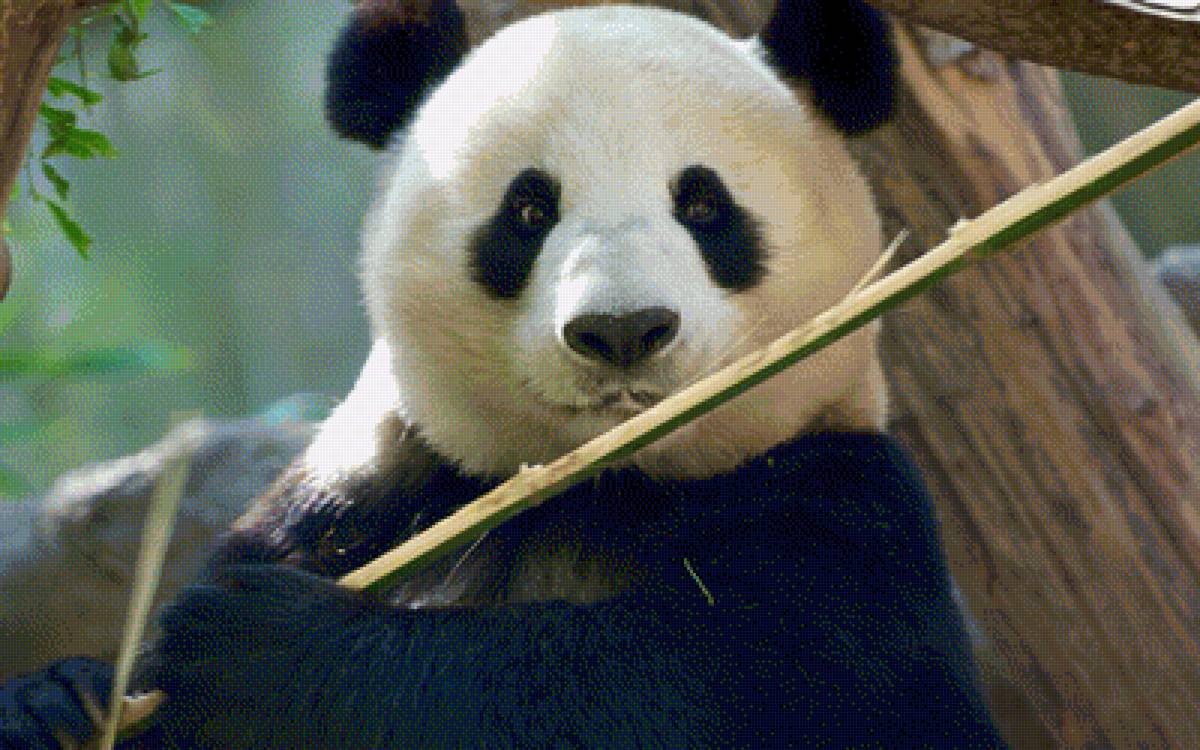 Ми-Мишка - панда, животное, плюшевый медведь - предпросмотр