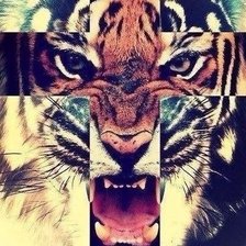 Схема вышивки «Tiger»