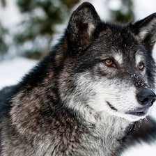 Схема вышивки «Волк»