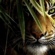 Схема вышивки «Фотосессия в джунглях»