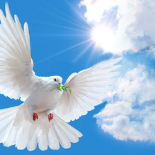 Схема вышивки «Голубь Мира»