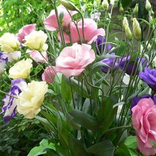 Схема вышивки «Садовые Розы»