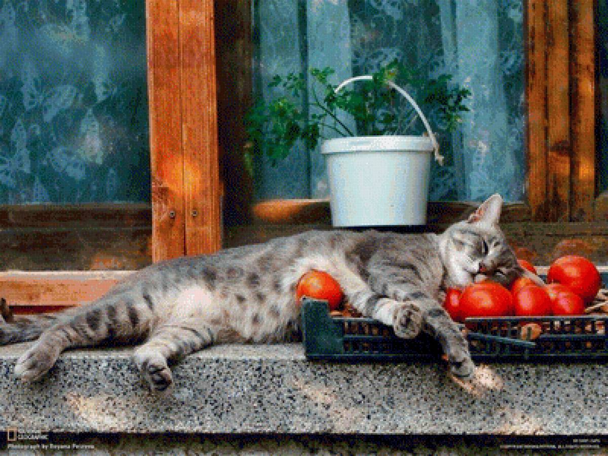 Дачник - урожай, лето, дача, цветы, помидоры, кот - предпросмотр