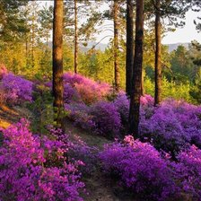 Схема вышивки «Багульник Забайкальский»