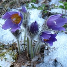 Схема вышивки «Подснежники в снегу»