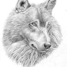 Схема вышивки «Волк»