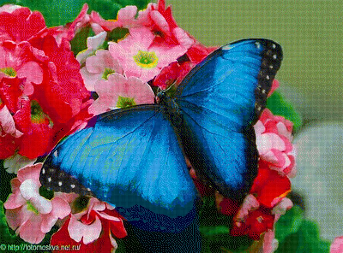 №1317829 - предпросмотр