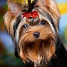 Схема вышивки «Йоркшерский терьер»