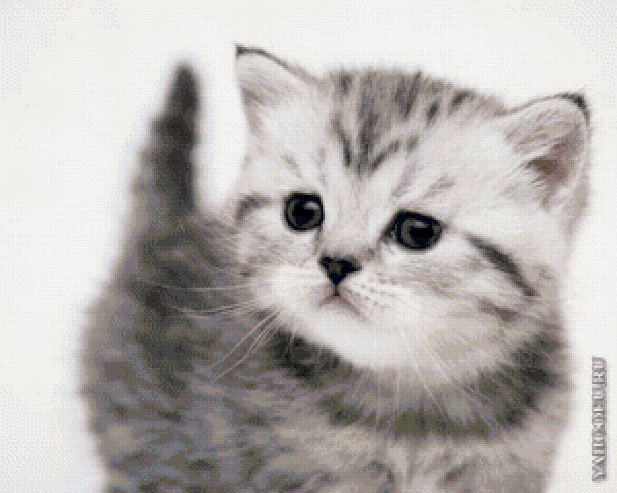 №1318473 - котенок.животные. - предпросмотр