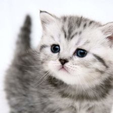 Схема вышивки «№1318473»