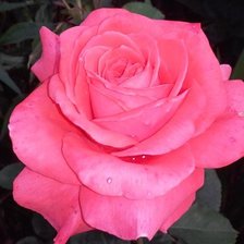 Схема вышивки «Цветы 3»