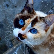 Схема вышивки «кошка-трёхцветка»