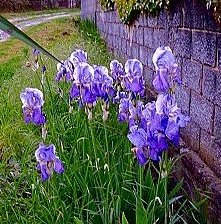 Схема вышивки «ирисы у стены»