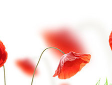 Схема вышивки «Маки»