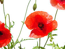 Схема вышивки «Маки»