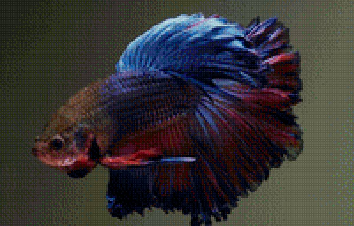 Рыба - рыба - предпросмотр