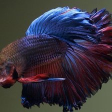 Схема вышивки «Рыба»