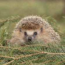 Схема вышивки «00030»