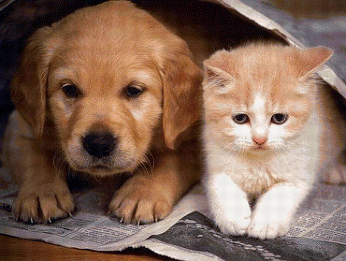 00036 - предпросмотр