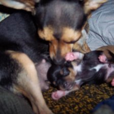 Молодая мама