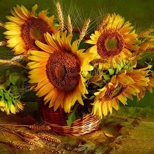 подсолнухи