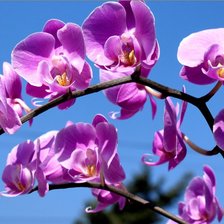 Схема вышивки «Орхидея»