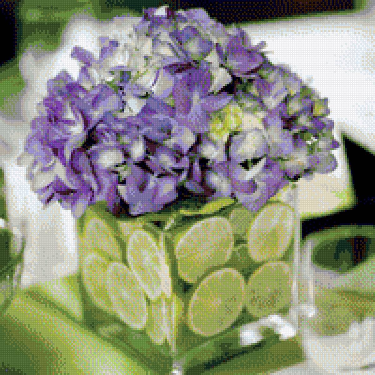 гортензия в лайме - цветы, гортензия - предпросмотр